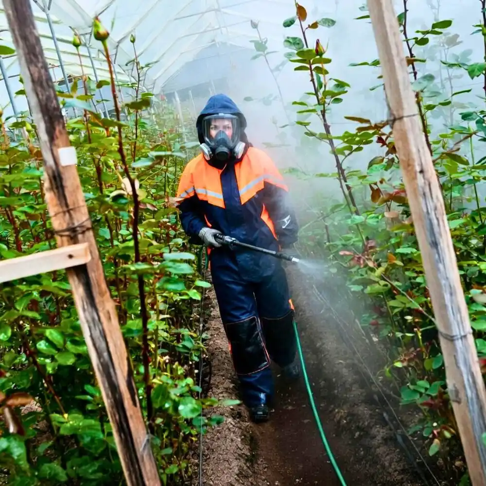 Spraying pesticides on Roses