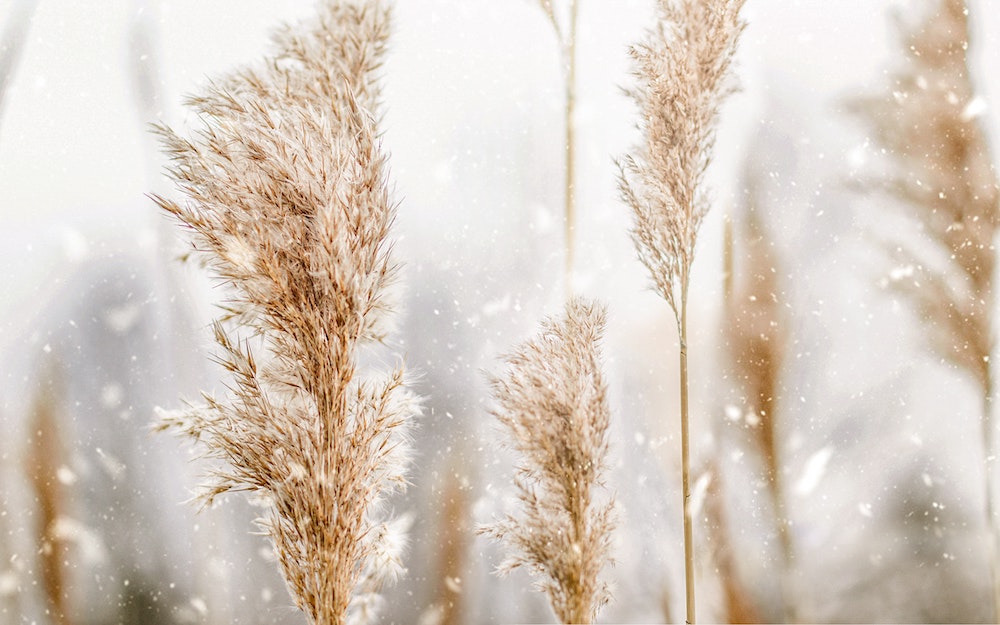 Pampas Grass Trends and Why It’s Here to Stay Cortaderia Selloana