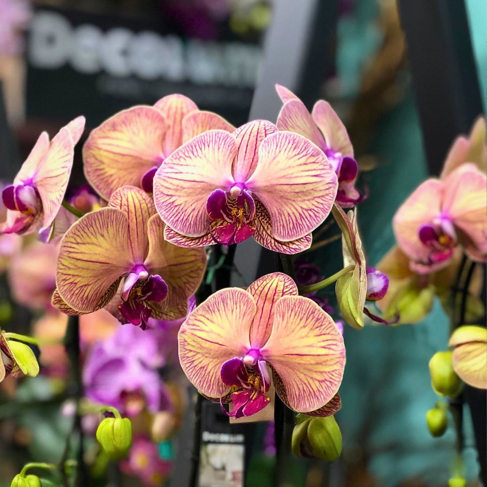 Which Are the Best Flowers Give to Your Mom on Mother&rsquo;s Day?