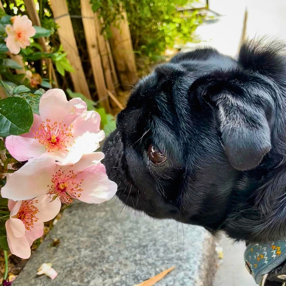 Why Do Flowers Smell Good? The Science Behind Floral Fragrance