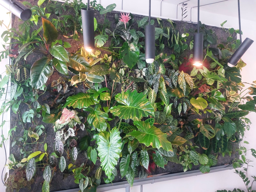 Couple Builds a Gorgeous DIY Plant Wall on a Budget in a Tiny Berlin Apa