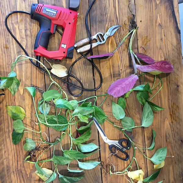 Couple Builds a Gorgeous DIY Plant Wall on a Budget in a Tiny Berlin Apartment Evanthia