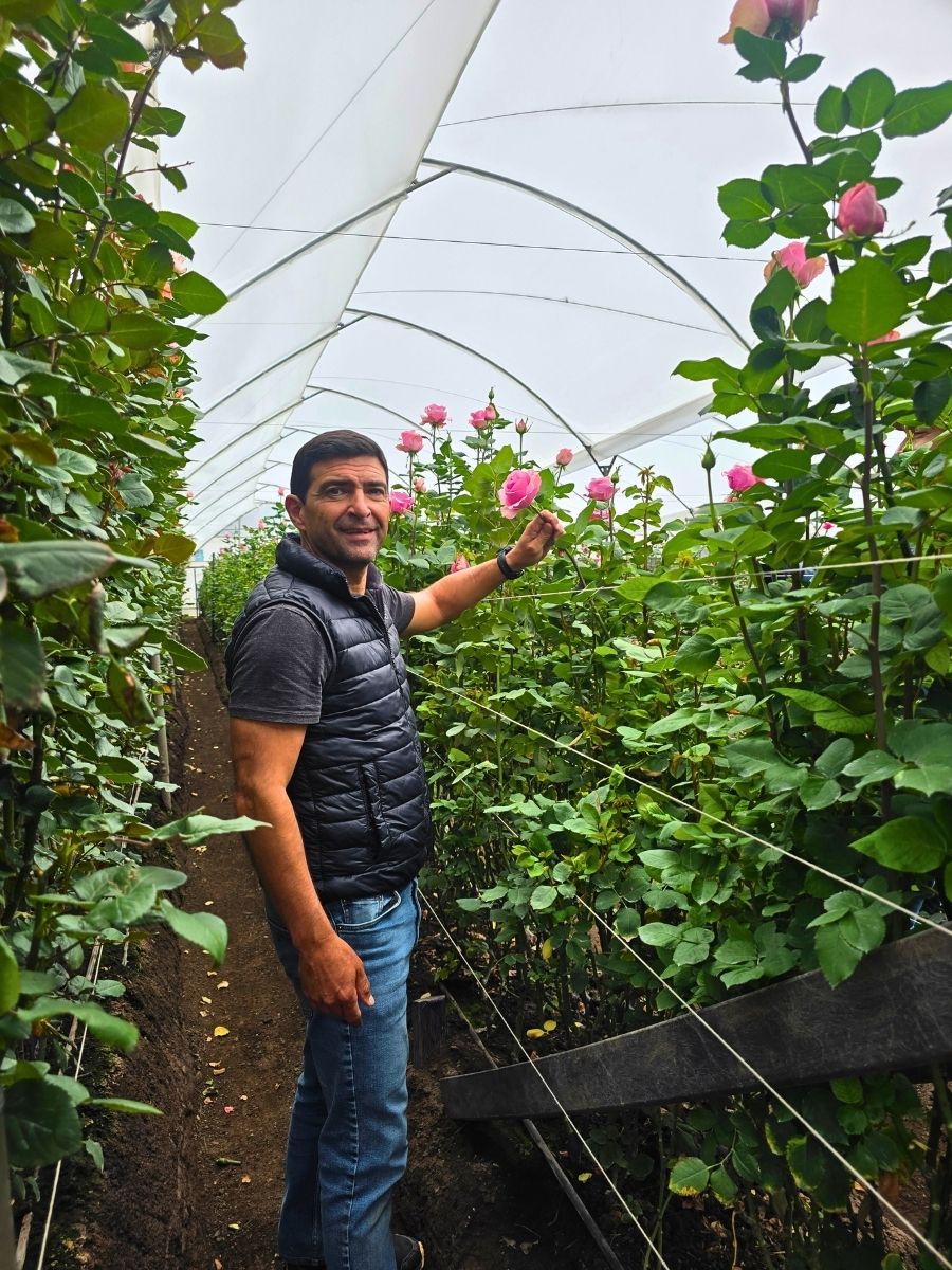 Beautiful Pink Roses at De Ruiter Ecuador Beautiful Pink Roses at De Ruiter Ecuador