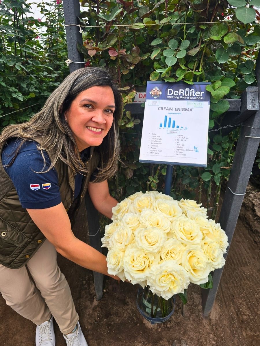 Cream Enigma Roses at De Ruiter Open Days in Ecuador Cream Enigma Roses at De Ruiter Open Days in Ecuador