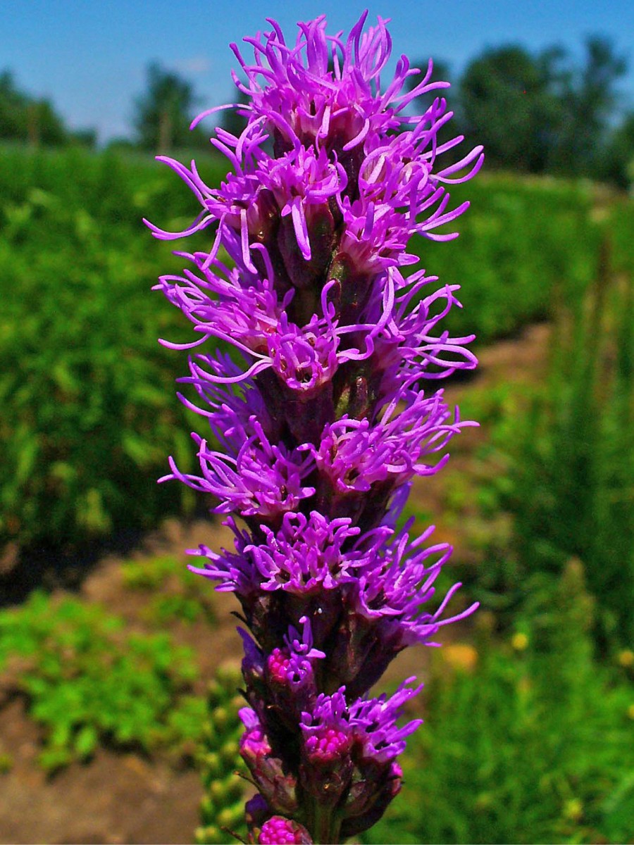 How to grow gayfeather If you want to know how to grow gayfeather, start with the right site.