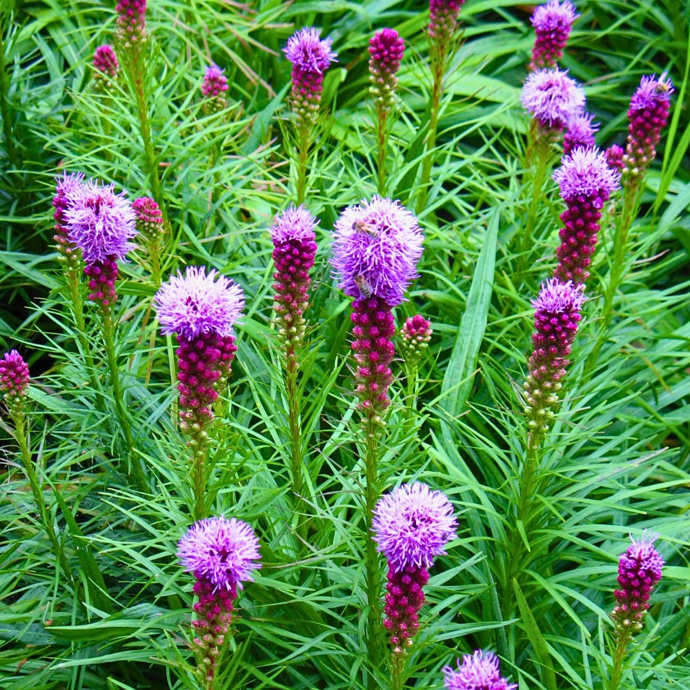 Is gayfeather the same as blazing star? Yes. Gayfeather and blazing star are both common names for Liatris spicata.
