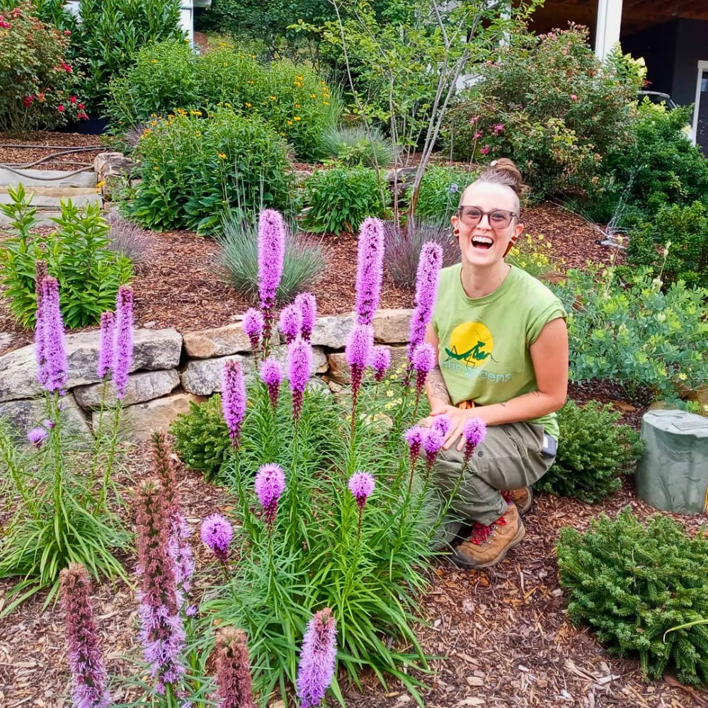 Can I grow gayfeather from seed? Yes. Seeds often need cold treatment before sowing, and they should be planted on the soil surface because they need light to germinate.