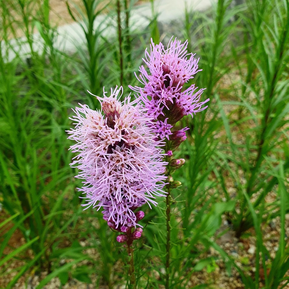 Does gayfeather spread? Yes, does gayfeather spread is a fair question, and the answer is yes, but not aggressively. 