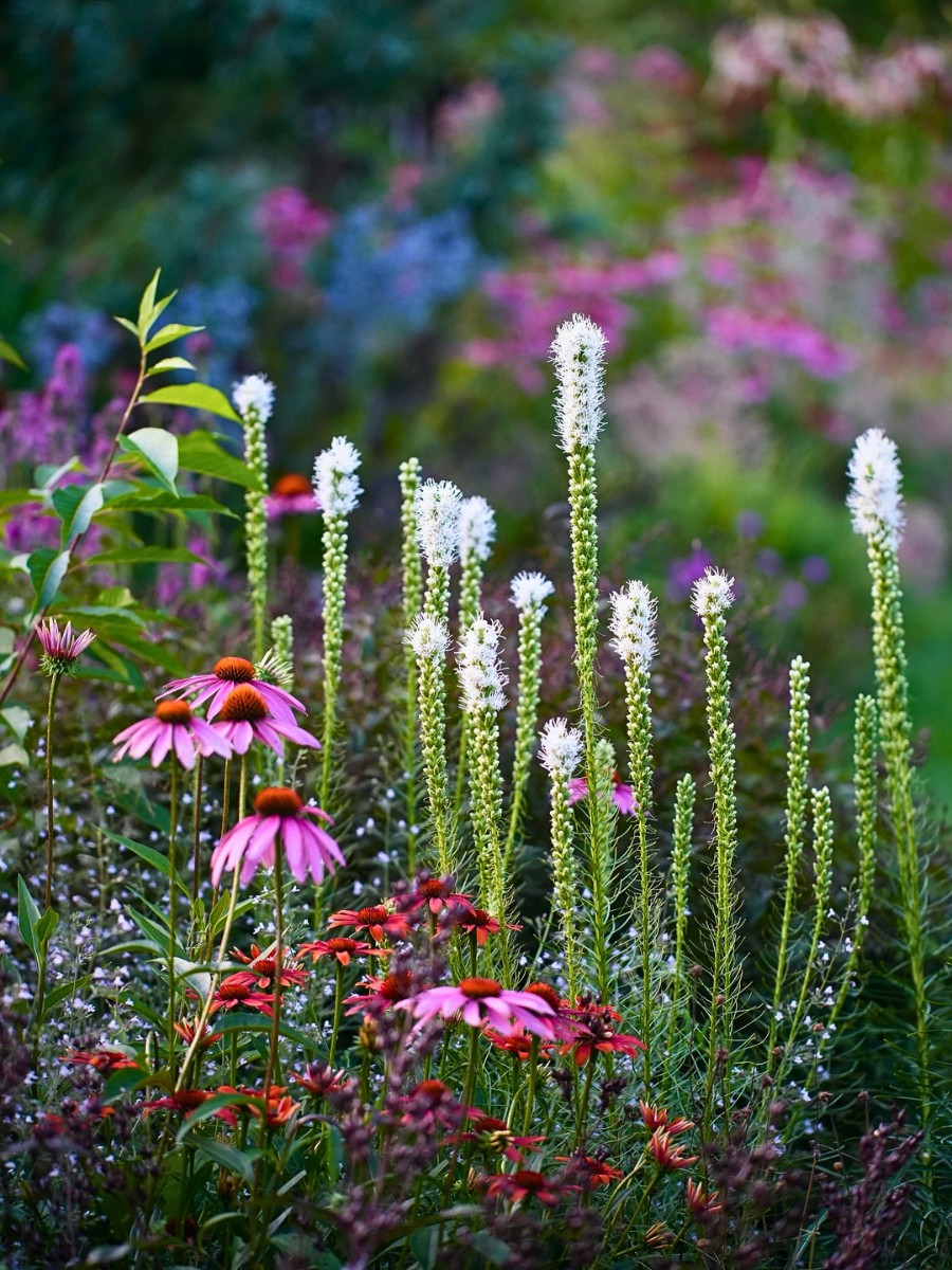 Is gayfeather the same as blazing star? Yes. Gayfeather and blazing star are both common names for Liatris spicata.