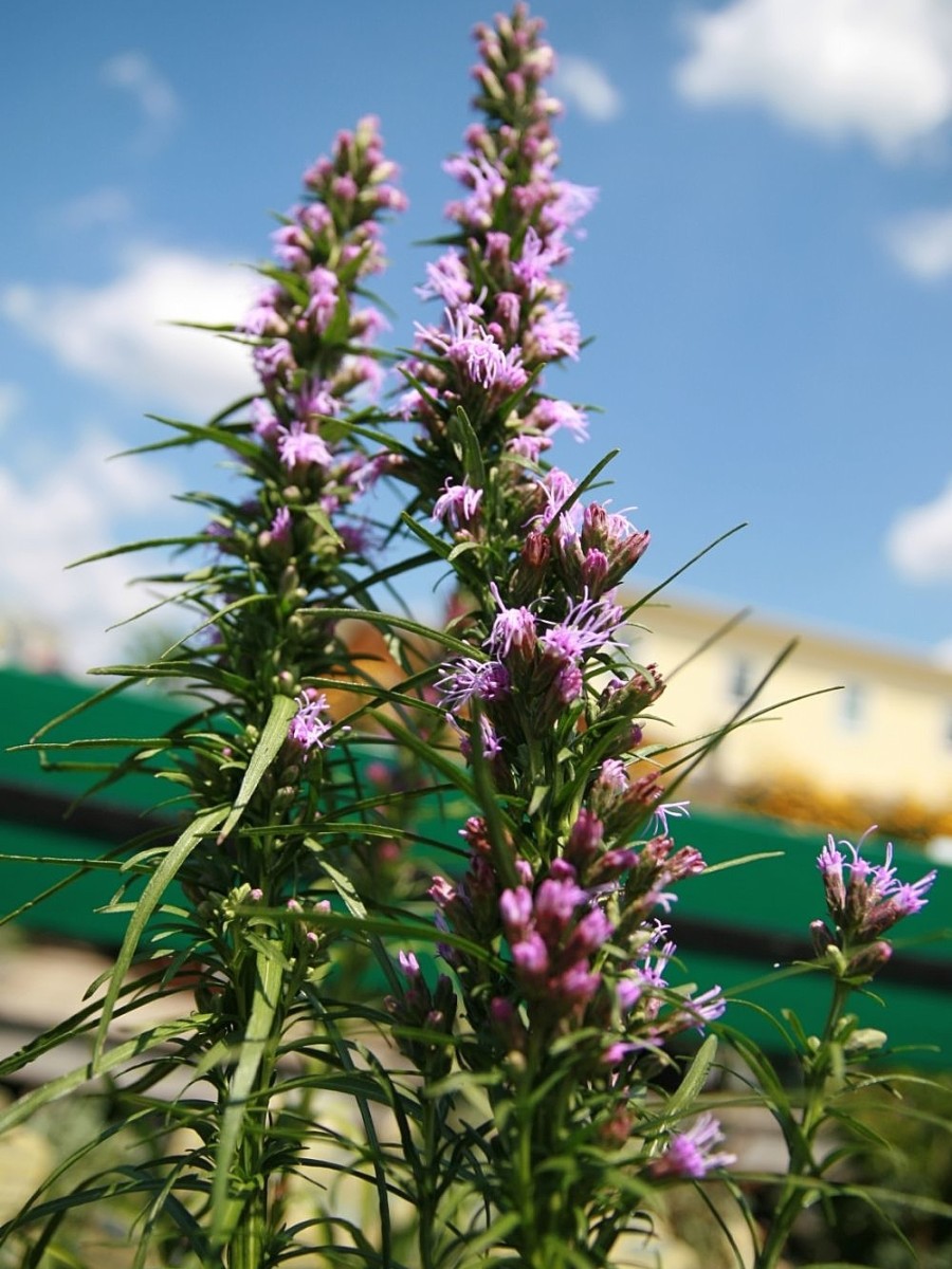 Does gayfeather spread, and do deer eat gayfeathers?