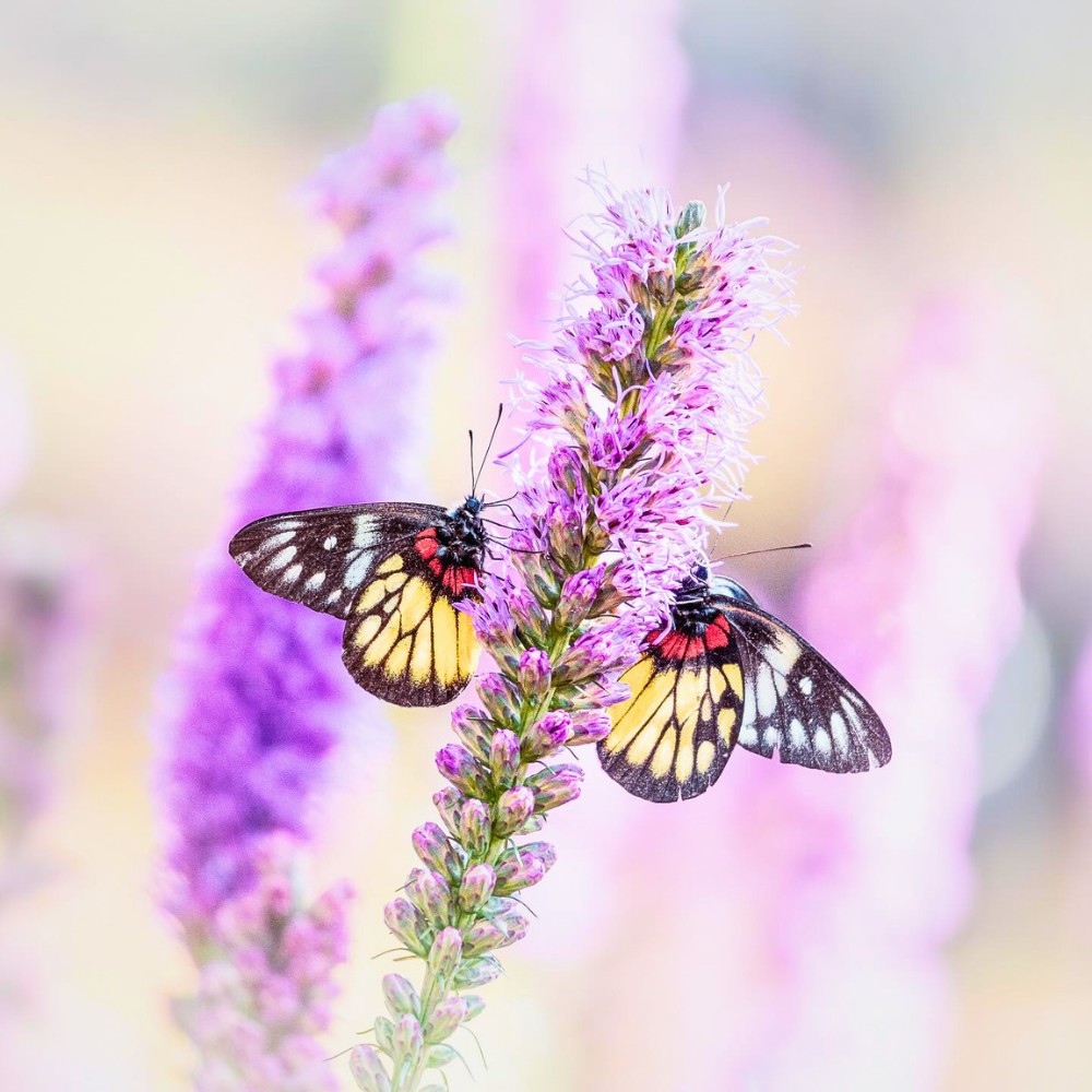 Gayfeather Is the Pollinator-Friendly Perennial