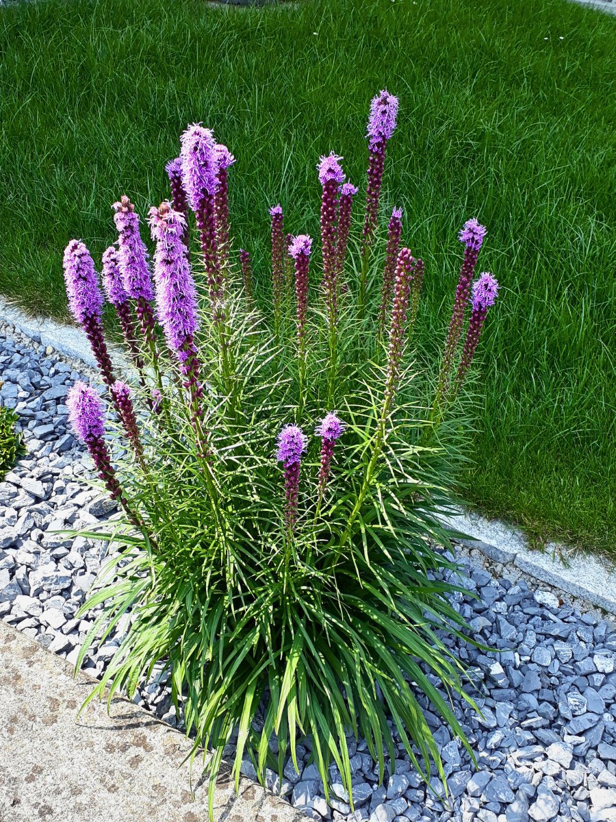 How to Plant Gayfeather Seeds. Growing gayfeather from seed is one of the more economical ways to add this plant to your garden in quantity. 