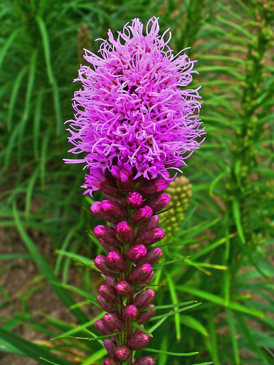 Gayfeather blazing star and the gayfeather flower