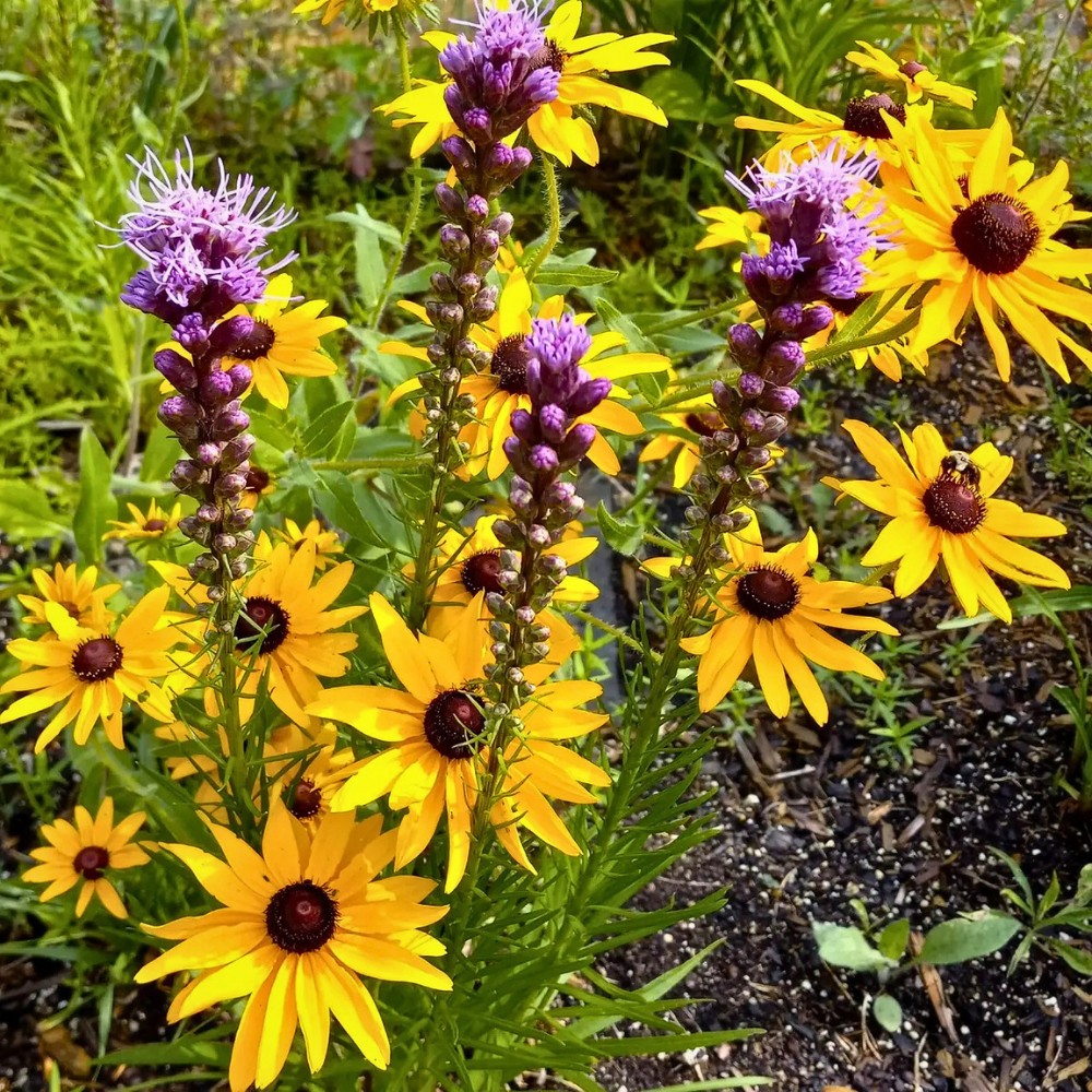 Gayfeather and blazing star are both common names for Liatris spicata