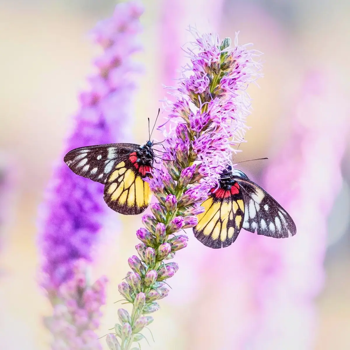 Gayfeather Plant Also Called Liatris Spicata, Gayfeather Blazing Star or the Dense Blazing Star