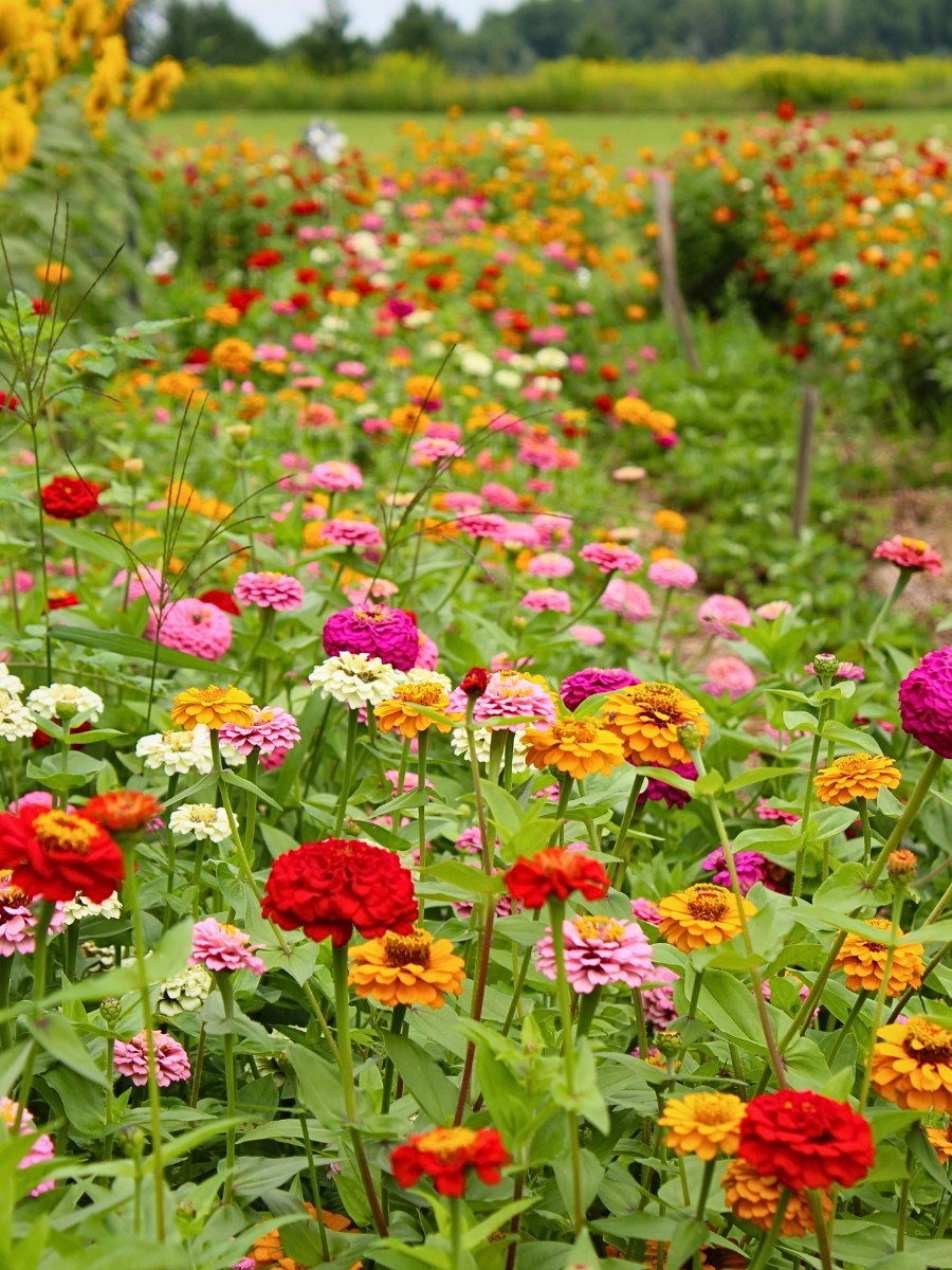 Why (And How) Are Flowers Important for Ecosystems?