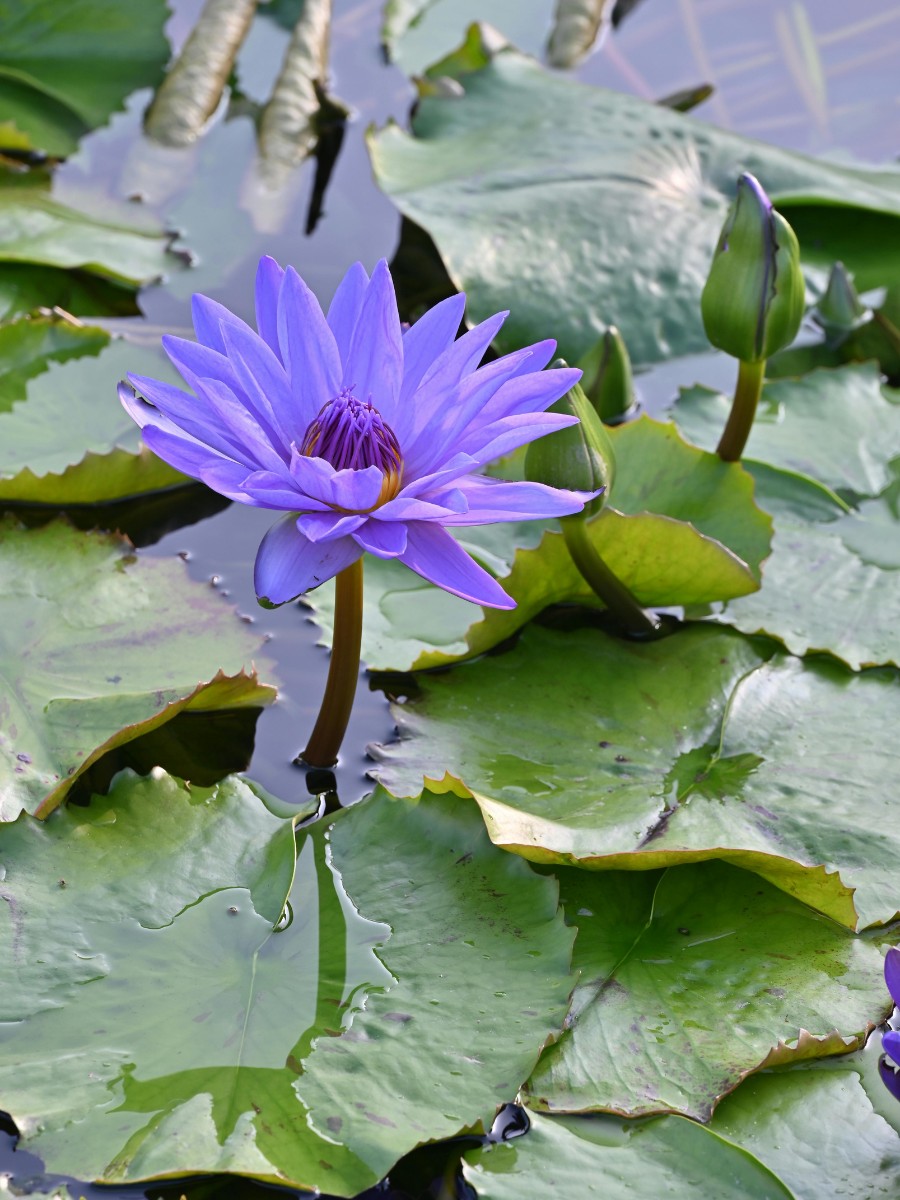 Are Flowers Important for Ecosystems?