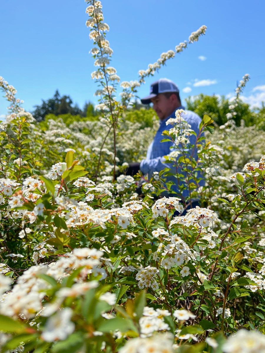 Why (And How) Are Flowers Important for Ecosystems?