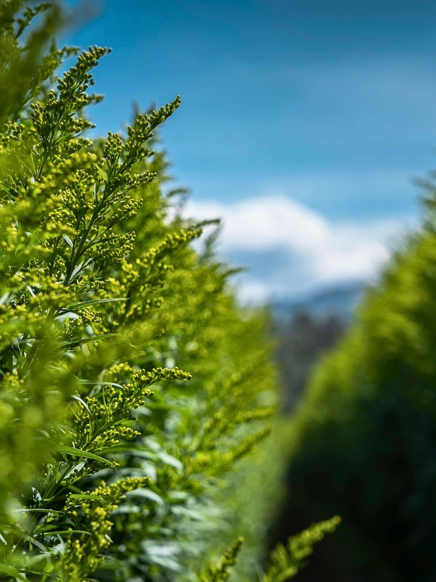 Are Flowers Important for Ecosystems?