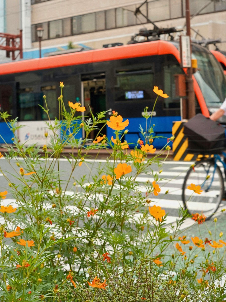 Why and How Are Flowers Important for Ecosystems? What Benefits Do They Provide?