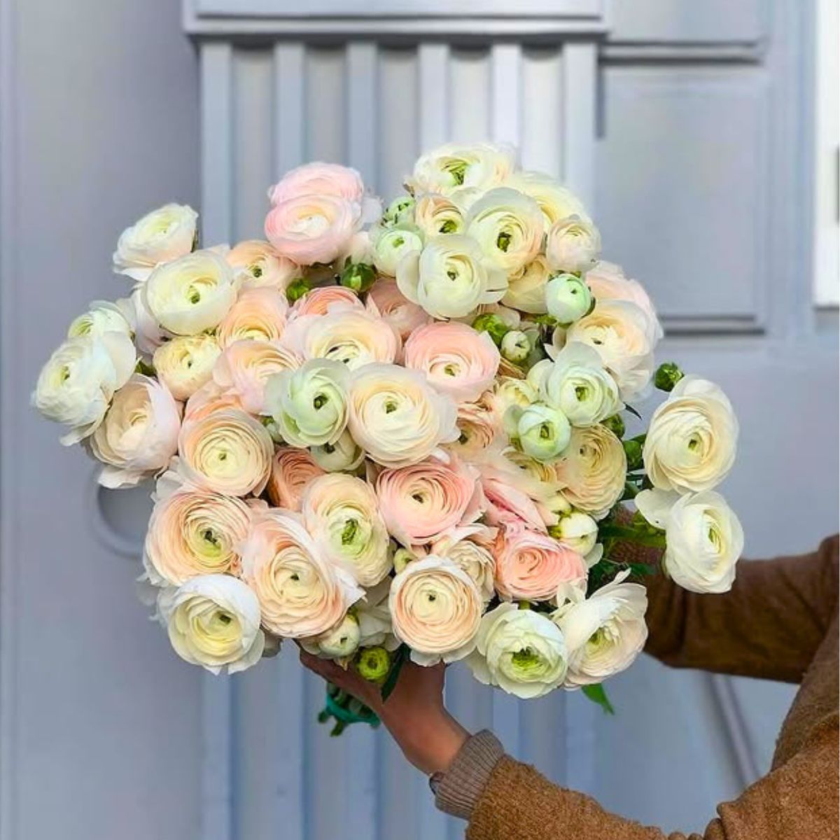 Ranunclus Hanoi by stalksandroots