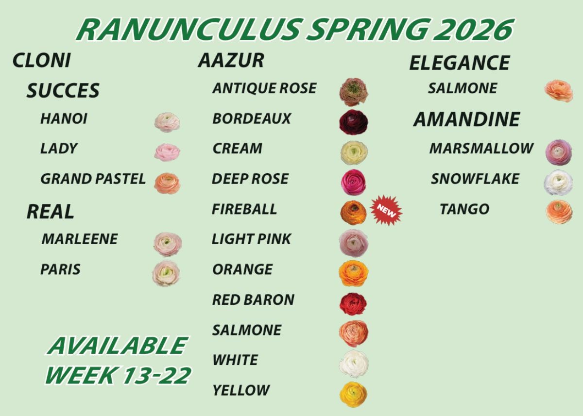 Ranunclus spring 2026 assortment