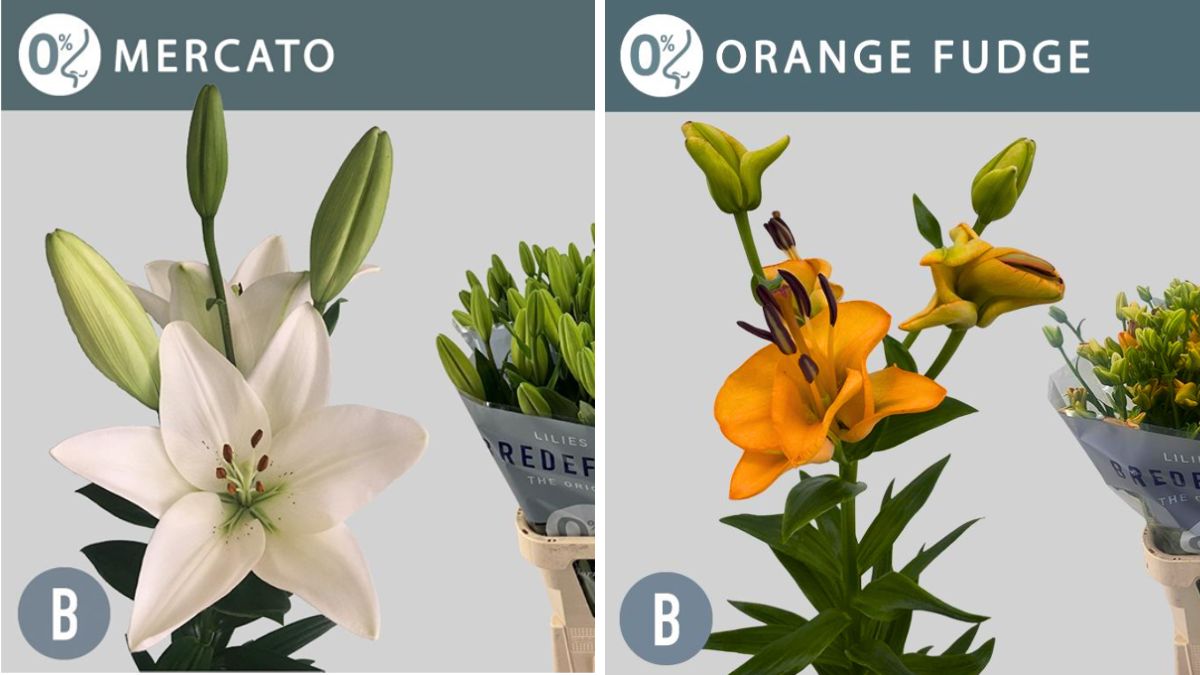 Lilium Mercato and Orange Fudge by Bredefleur Lilium Mercato and Orange Fudge by Bredefleur