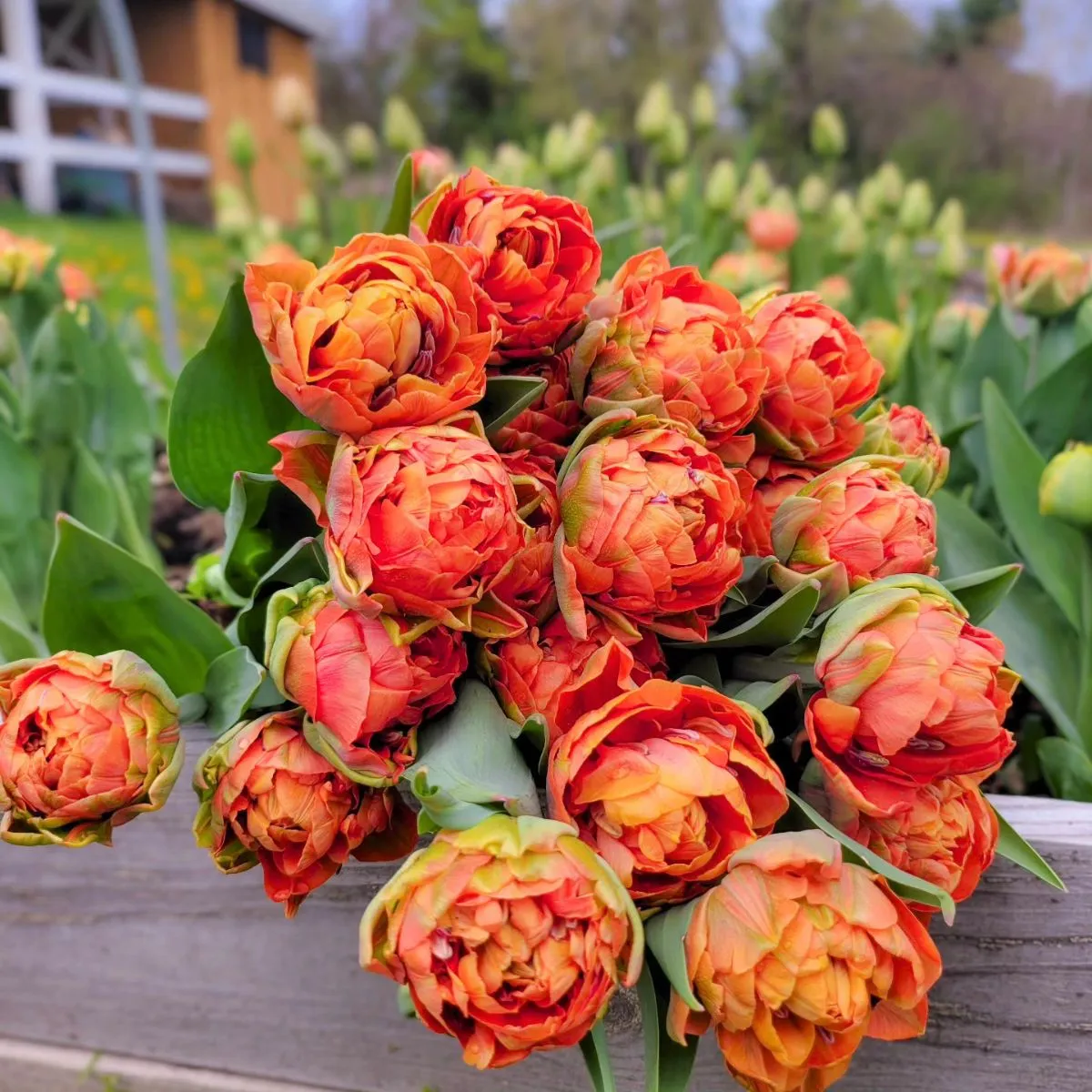 Tulip Valdivia bysweetypeasflowers