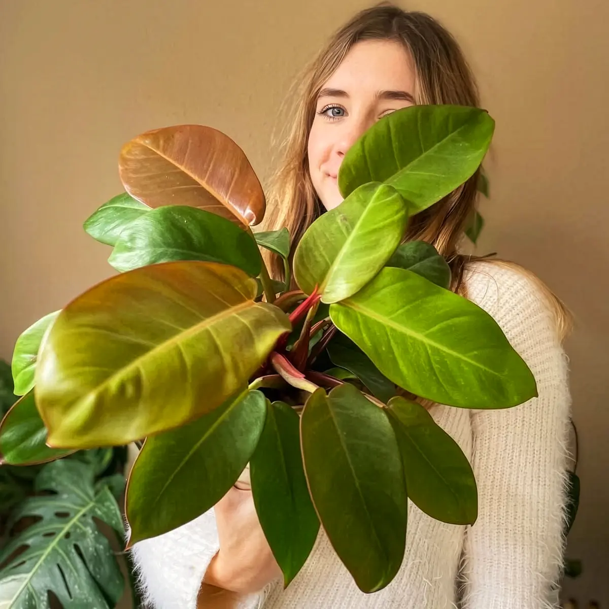 The Prince of Orange Philodendron Also Called Philodendron Erubescens ‘Prince of Orange’