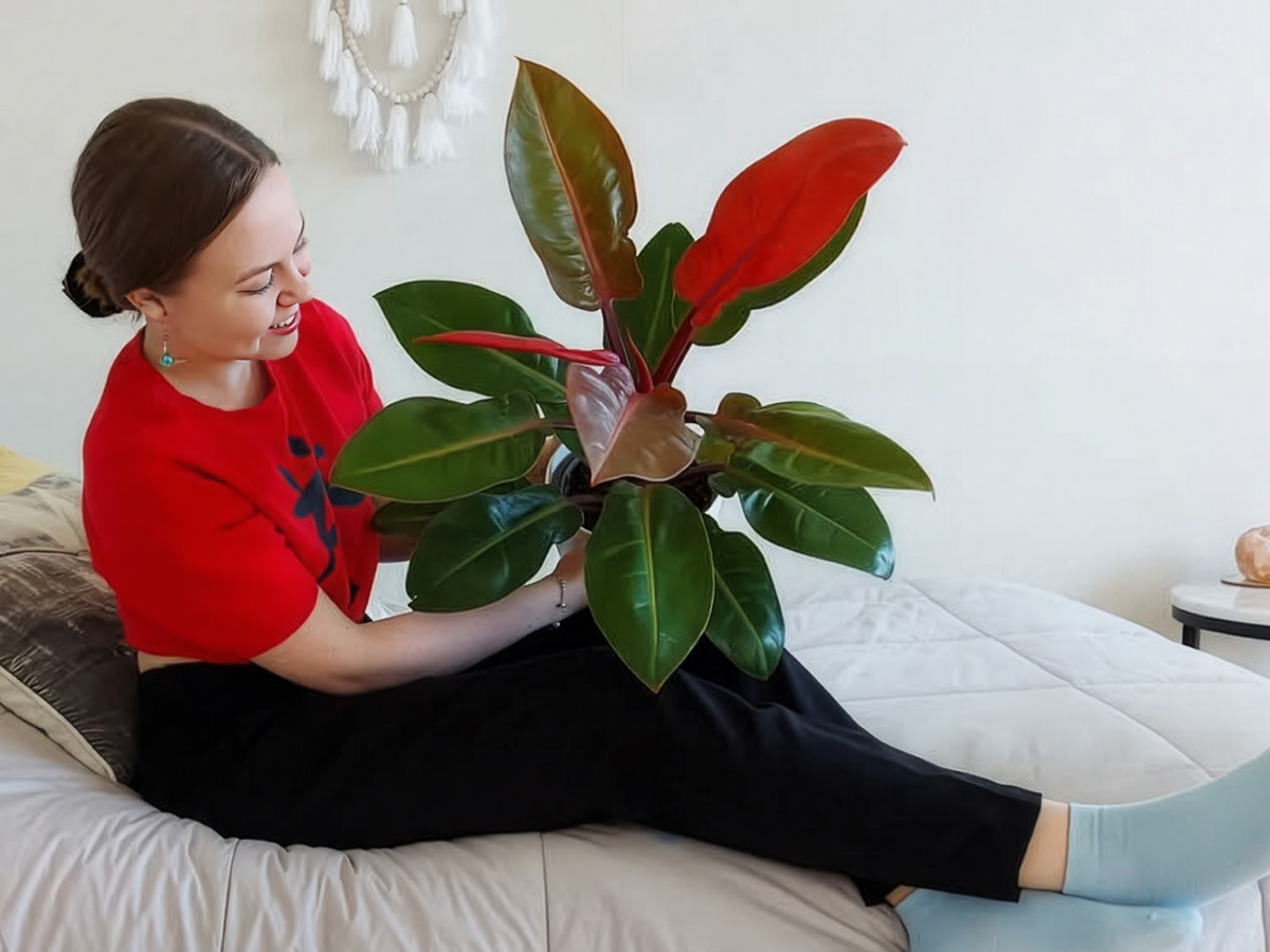 Philodendron Prince of Orange by kasvi_invaasio