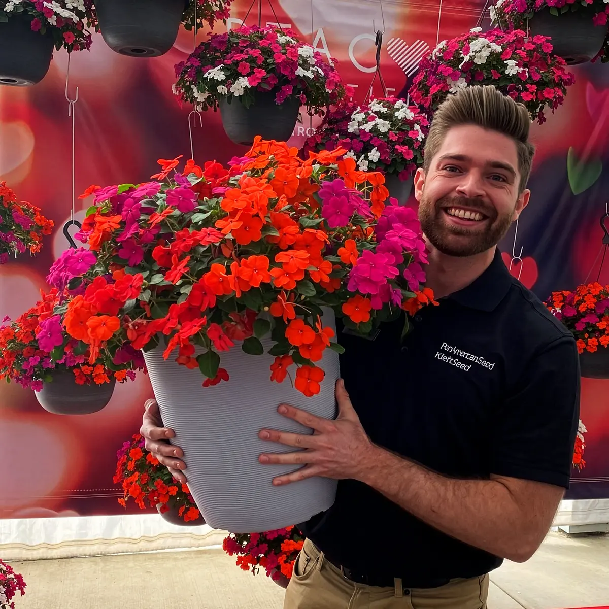 Impatiens plant care guide