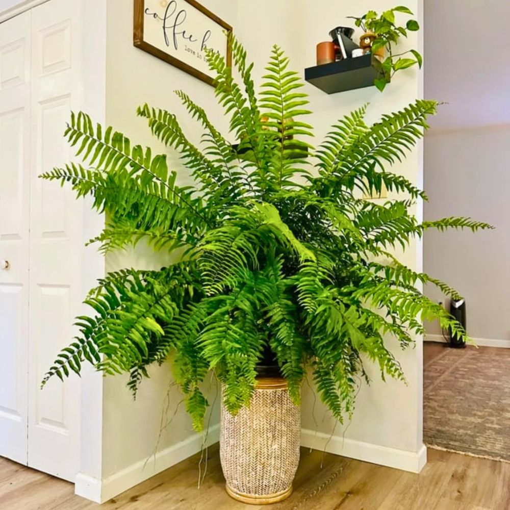 A leather fern plant fully grown indoors