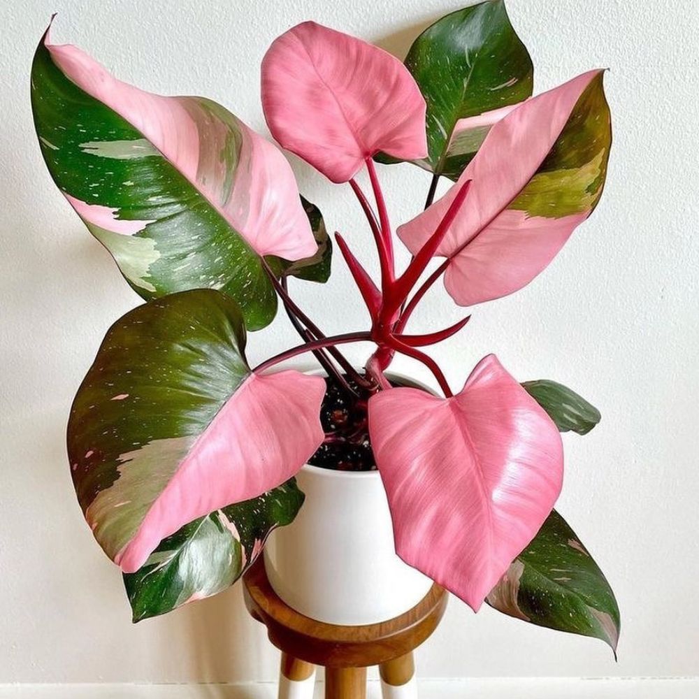  A Philodendron Pink plant