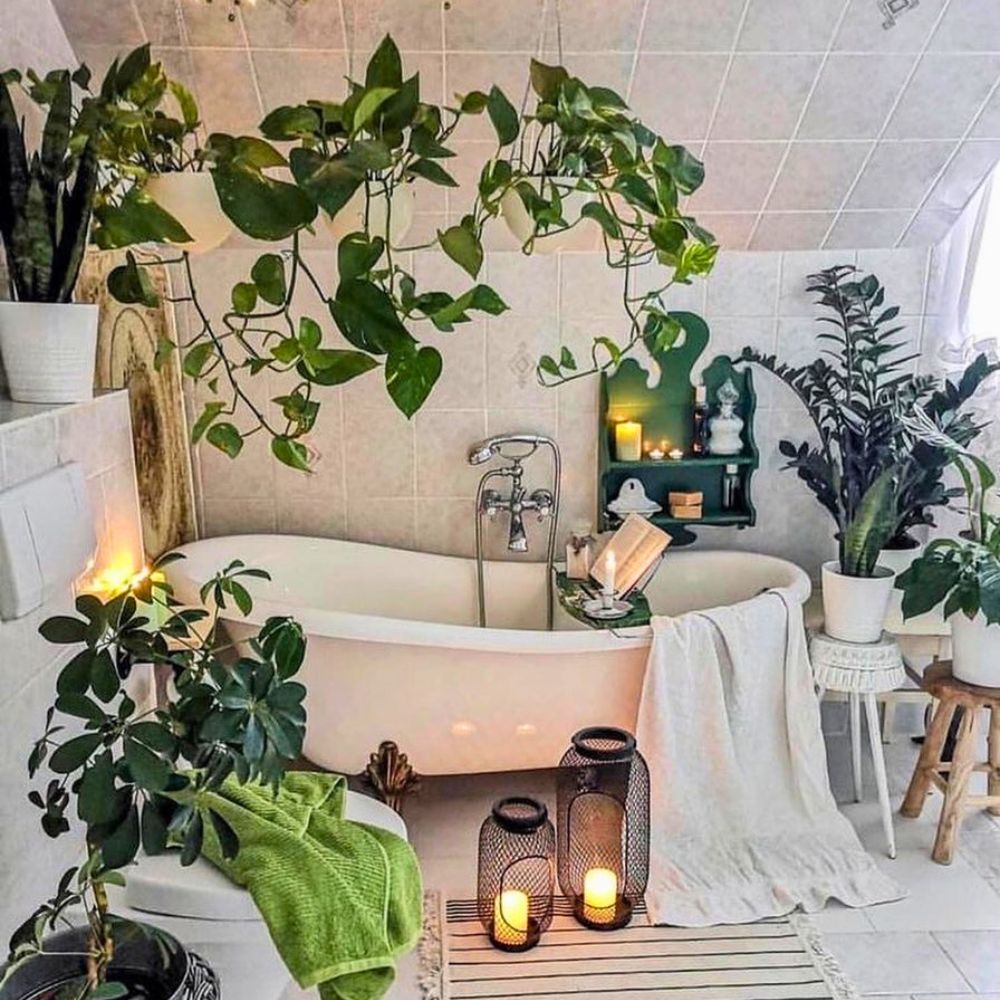 Different types of plants near a bathtub