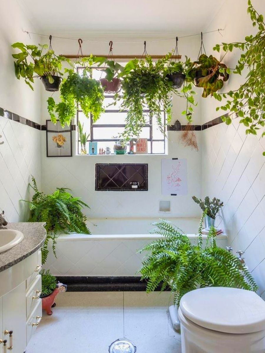 Best bathroom plants for absorbing moisture