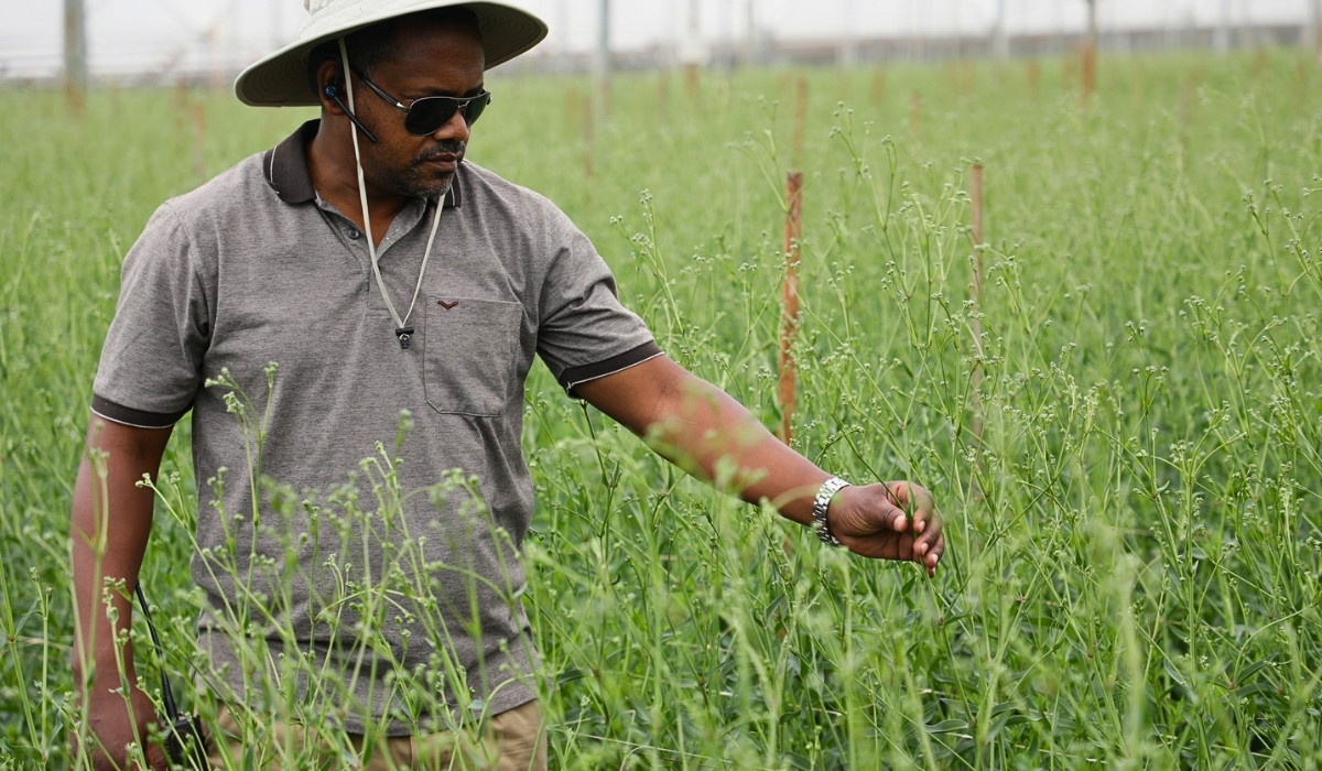 How the Ethiopian Horticulture Producer Exporters Association (EHPEA) Code of Practice Keeps Ethiopian Flowers Competitive Globally