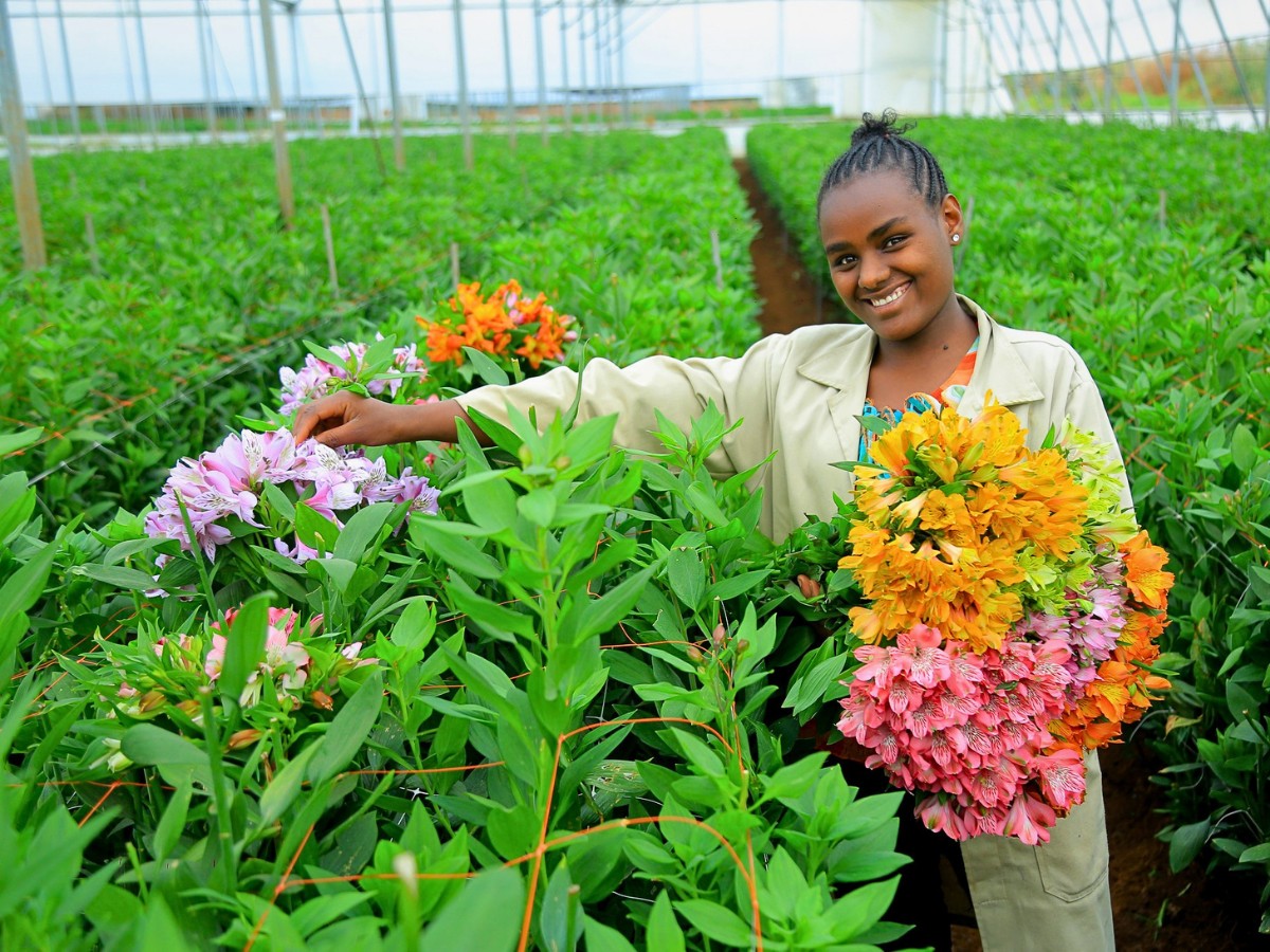 How the Ethiopian Horticulture Producer Exporters Association (EHPEA) Code of Practice Keeps Ethiopian Flowers Competitive Globally