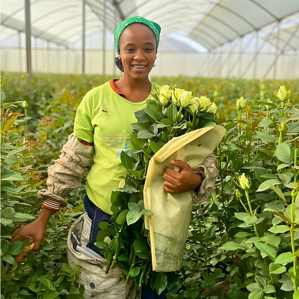How the Ethiopian Horticulture Producer Exporters Association (EHPEA) Code of Practice Keeps Ethiopian Flowers Competitive Globally