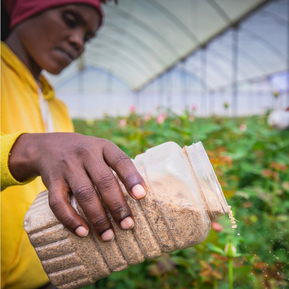 How the Ethiopian Horticulture Producer Exporters Association (EHPEA) Code of Practice Keeps Ethiopian Flowers Competitive Globally