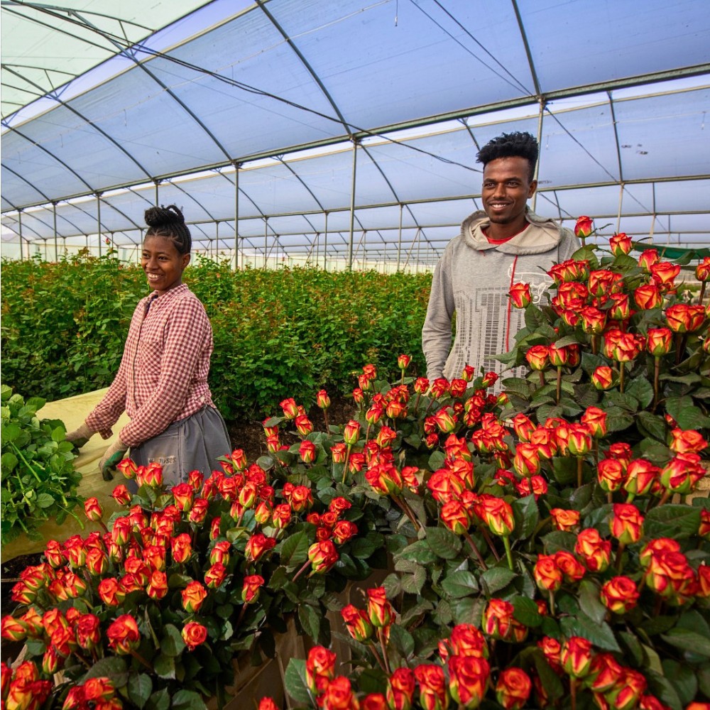 How the Ethiopian Horticulture Producer Exporters Association (EHPEA) Code of Practice Keeps Ethiopian Flowers Competitive Globally