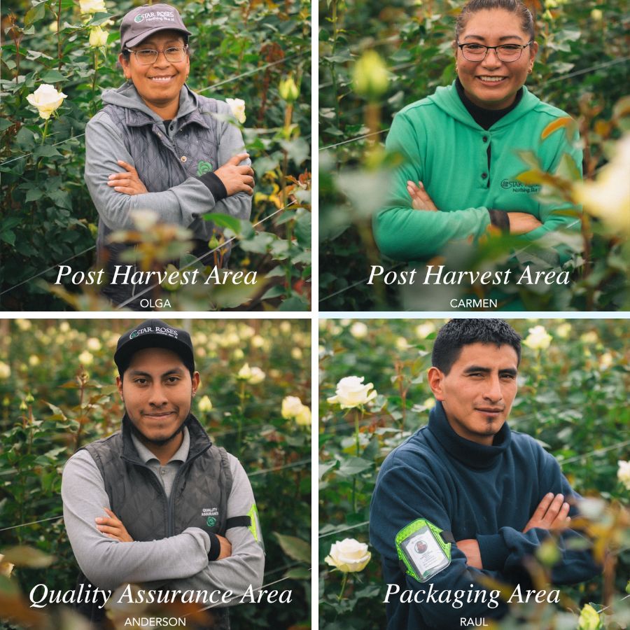 Part of the Star Roses team