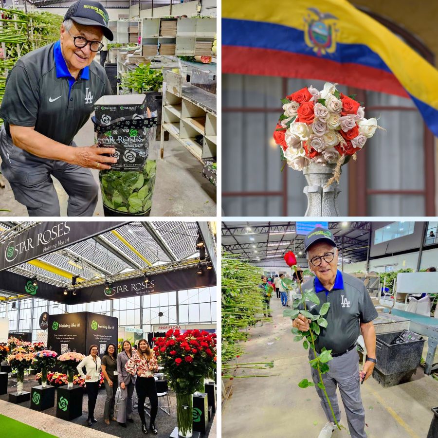 Star Roses worldwide moments