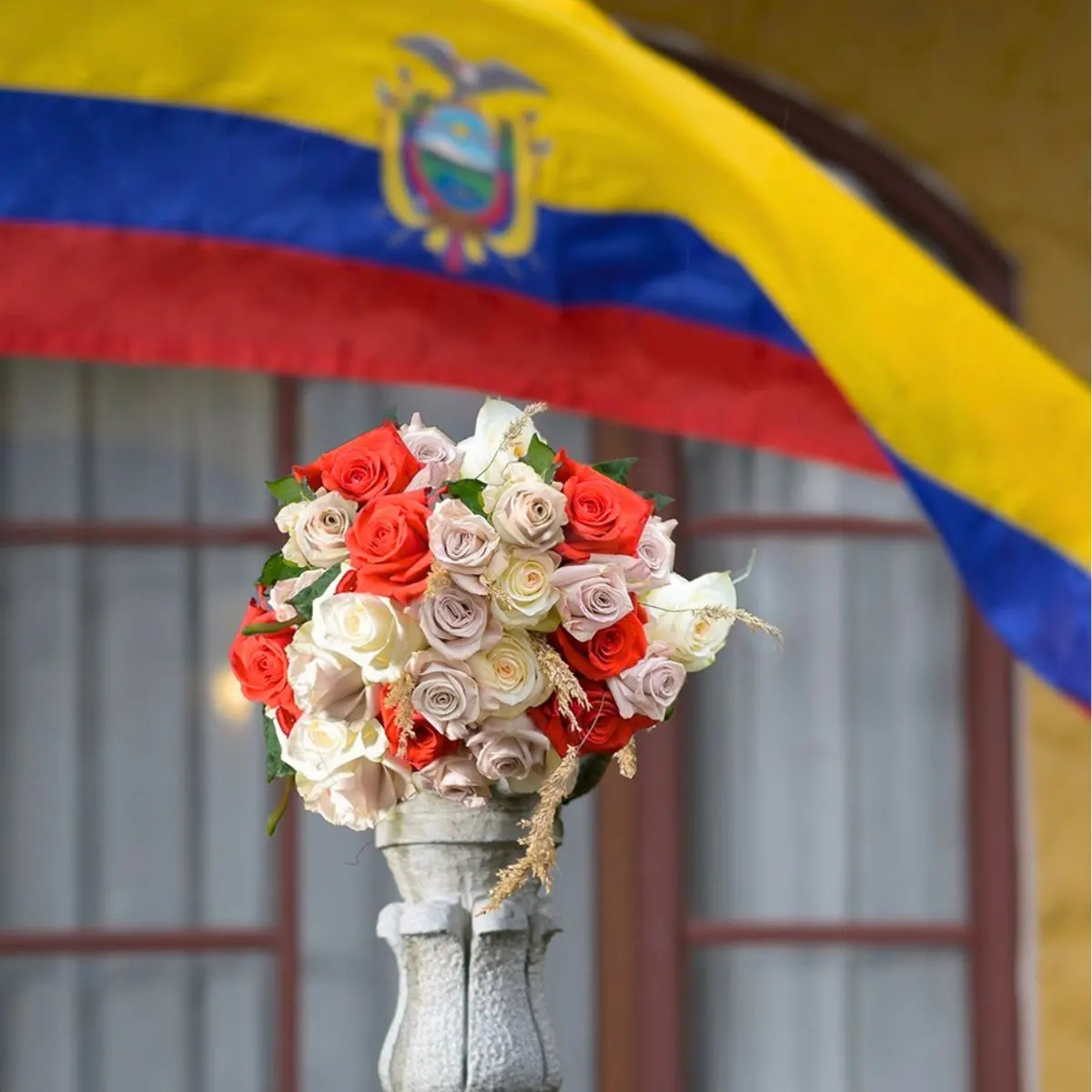 Star Roses from Ecuador