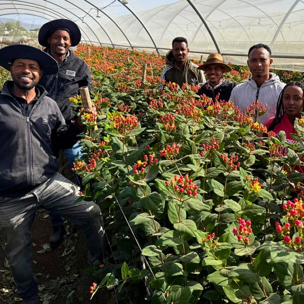 How the Ethiopian Horticulture Producer Exporters Association (EHPEA) Code of Practice Keeps Ethiopian Flowers Competitive Globally