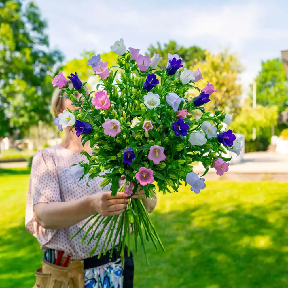 Campanula grower generic feature