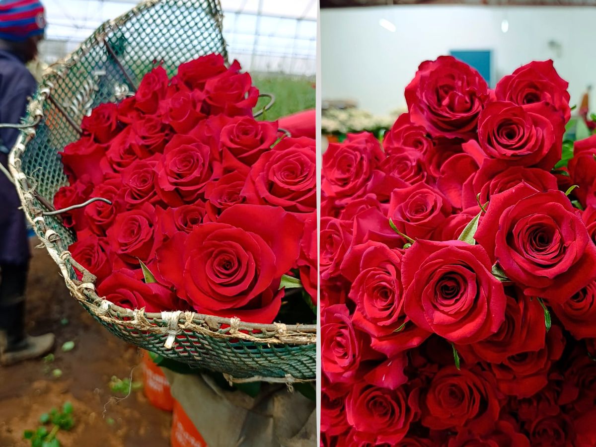 Red Monarch Meiriposo