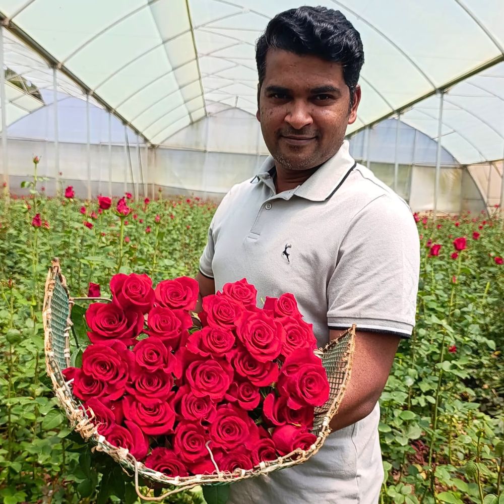 Red Monarch Meiriposo