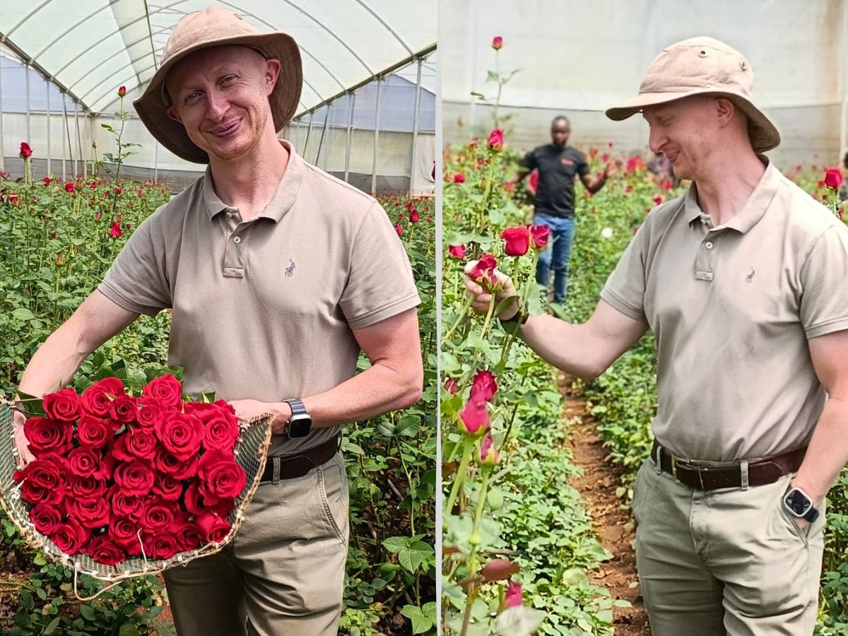 Red Monarch Meiriposo