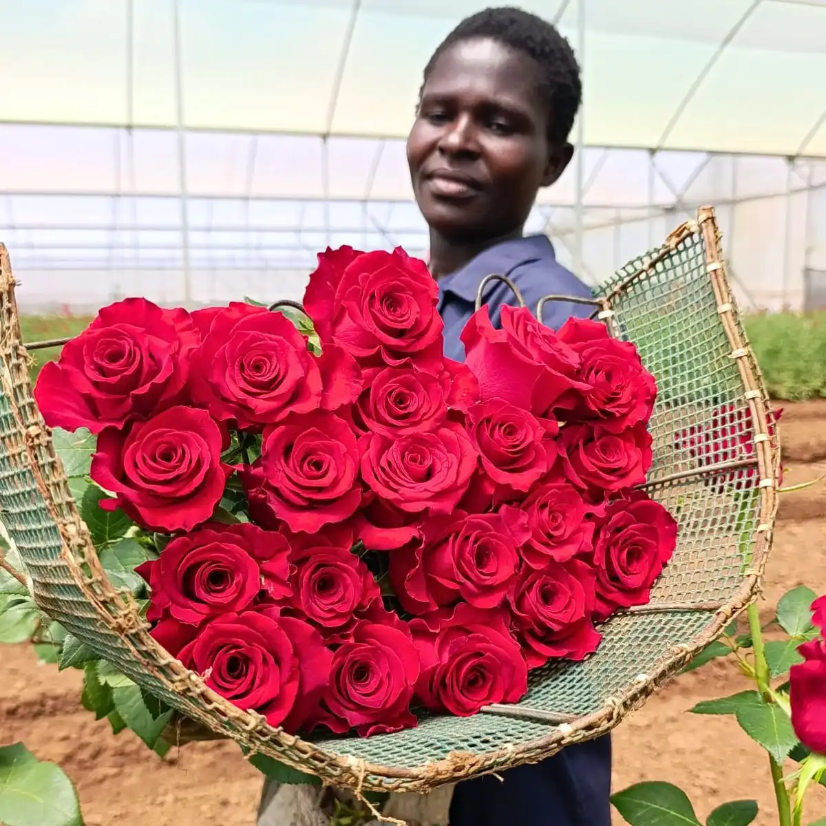 Red MONARCH® Meiriposo