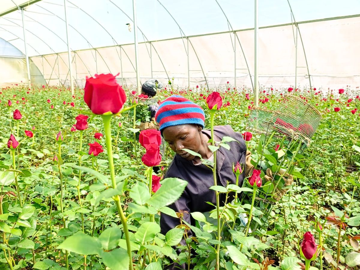 Red Monarch Meiriposo